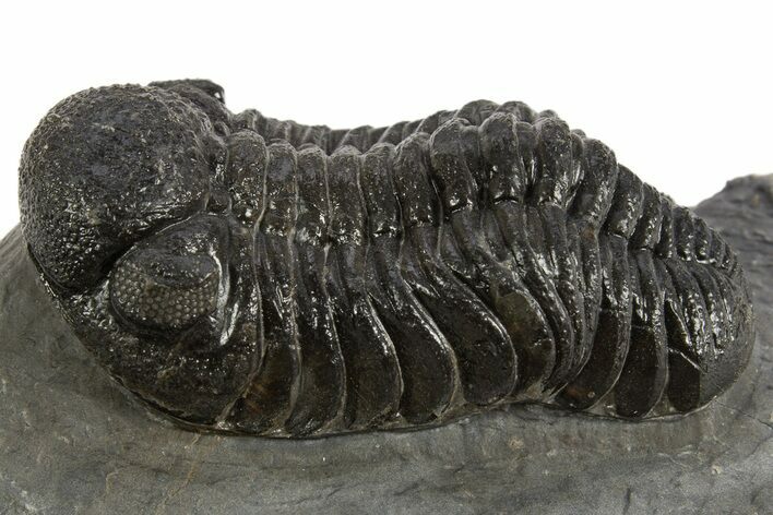 Detailed Morocops Trilobite - Morocco #325998